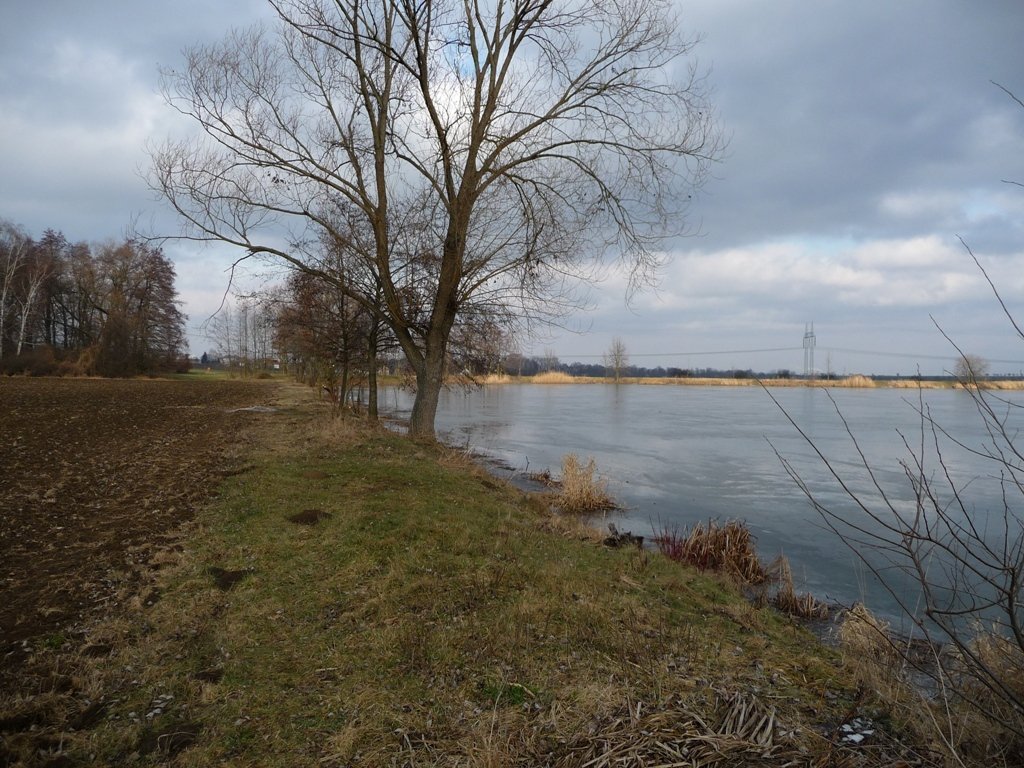 Třibřichy