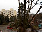 Borovina