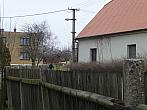 Třibřichy