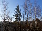 Borovina