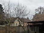 Třibřichy