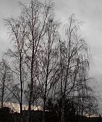 Borovina