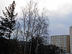 Borovina