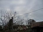 Třibřichy