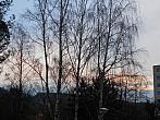Borovina