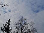 Borovina