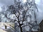 Borovina
