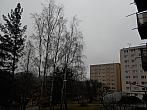Borovina