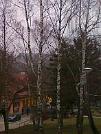 Borovina