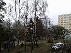 Borovina