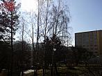 Borovina