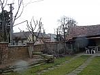 Třibřichy