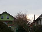 Třibřichy