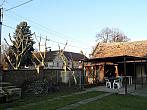 Třibřichy