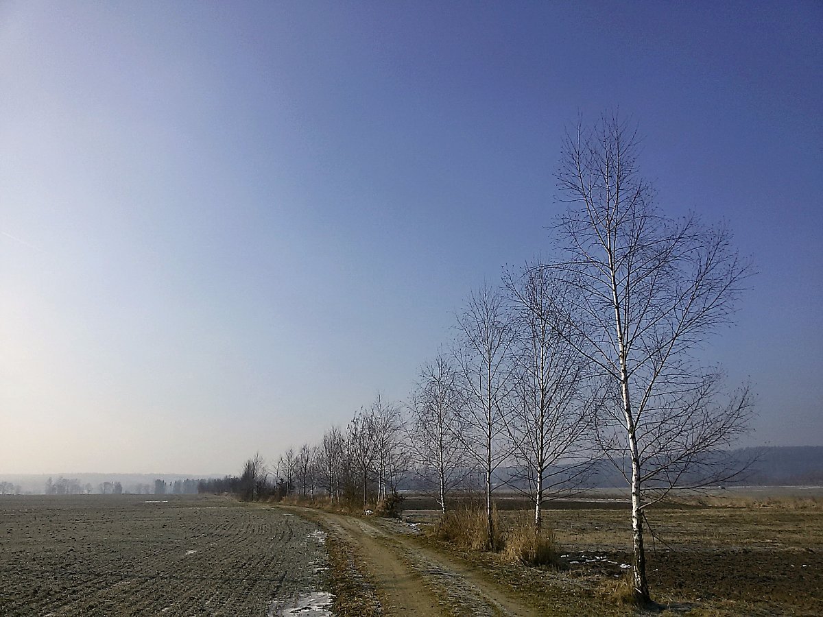 Vidov