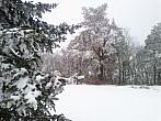 Borovina