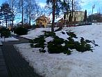 Borovina