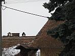 Třibřichy
