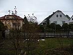 Třibřichy