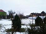 Borovina