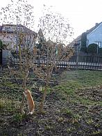 Třibřichy