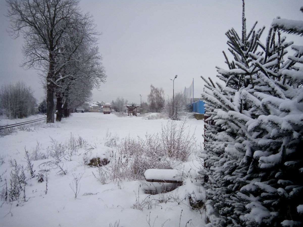 Borovina