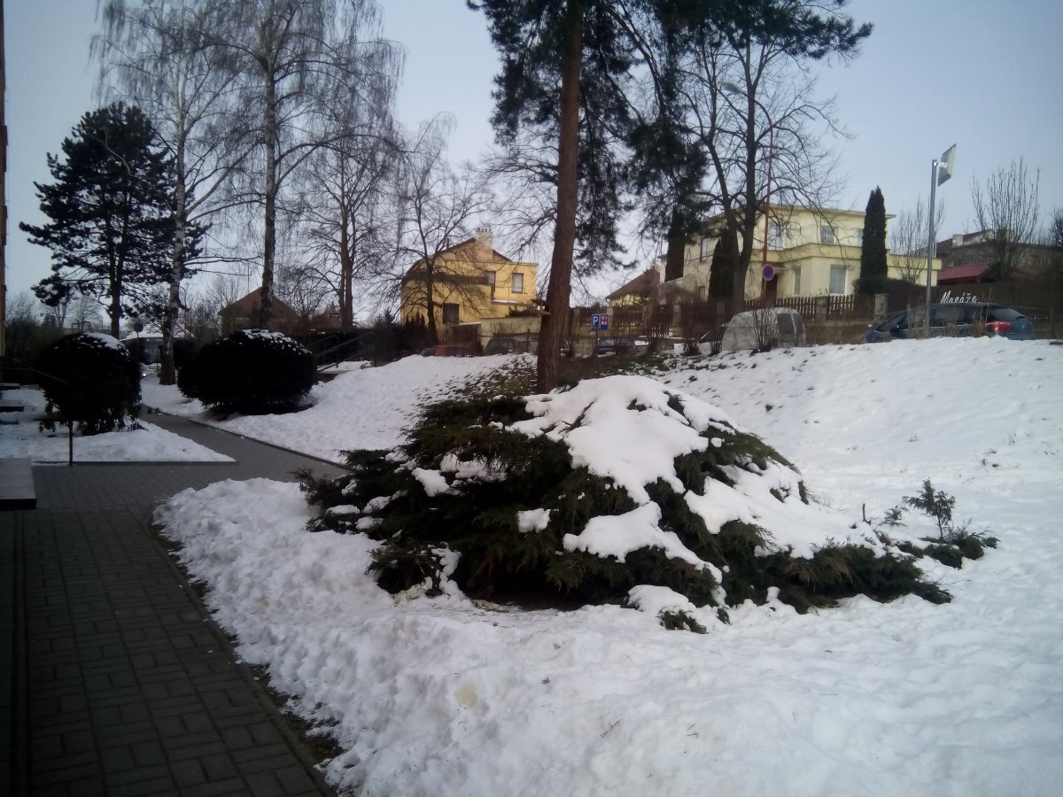 Borovina