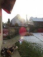 Třibřichy