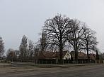 Třibřichy