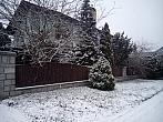 Borovina