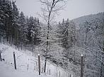 Borovina