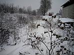 Borovina