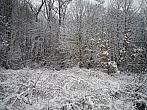 Borovina