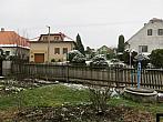 Třibřichy