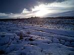 Borovina
