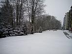 Borovina