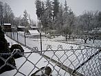 Borovina
