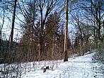 Borovina