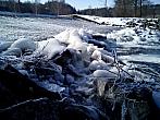Borovina