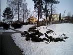 Borovina