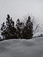 Skalité