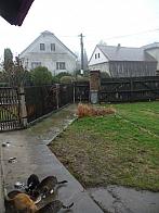 Třibřichy