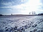 Borovina
