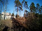 Borovina