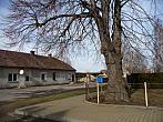 Třibřichy