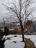 Skalité