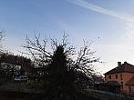 Olešná