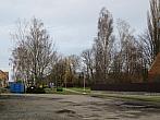 Třibřichy