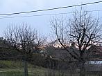 Třibřichy