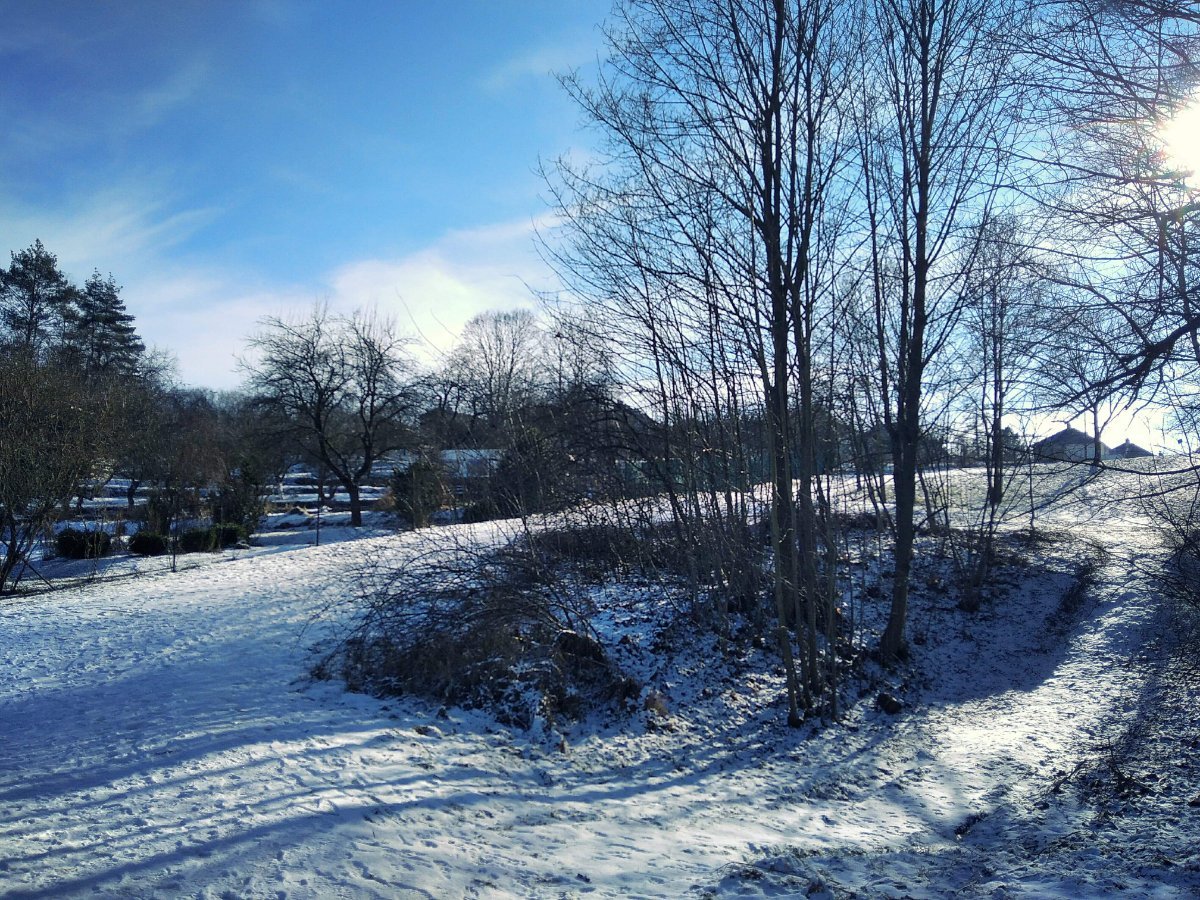 Borovina